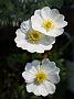 Ranunculus traunfellneri